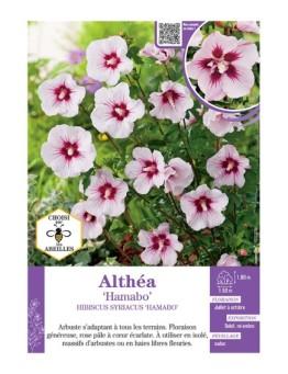 HIBISCUS SYRIACUS HAMABO voir Althéa