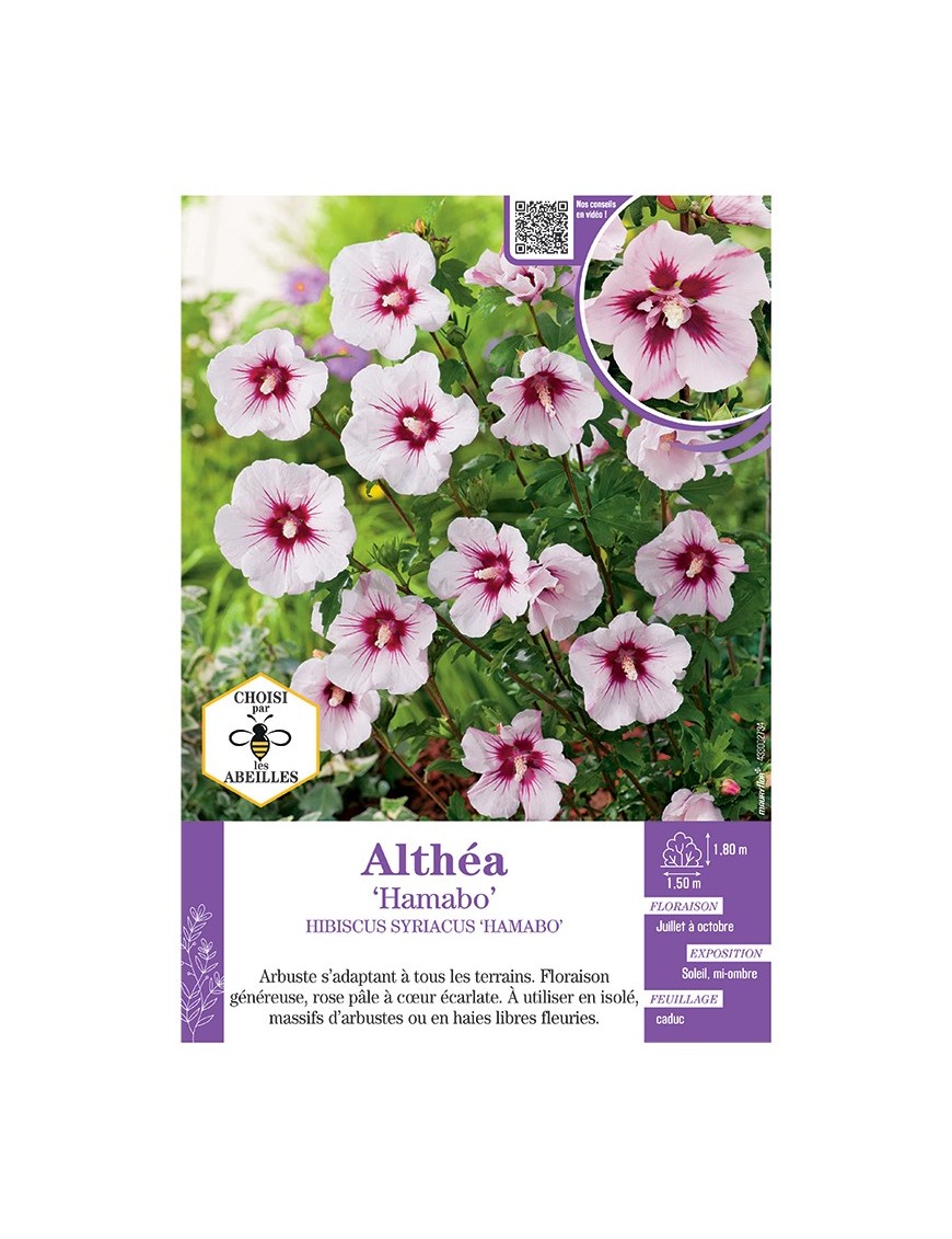 HIBISCUS SYRIACUS HAMABO voir Althéa