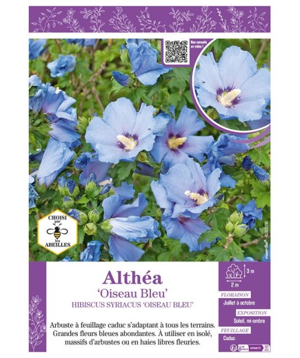 HIBISCUS SYRIACUS OISEAU BLEU voir Althéa