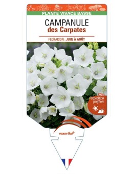 CAMPANULE DES CARPATES (blanc) *