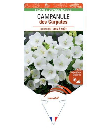 CAMPANULE DES CARPATES (blanc) *