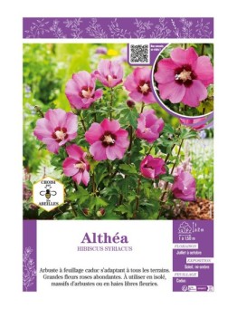 HIBISCUS SYRIACUS voir Althéa (rose)