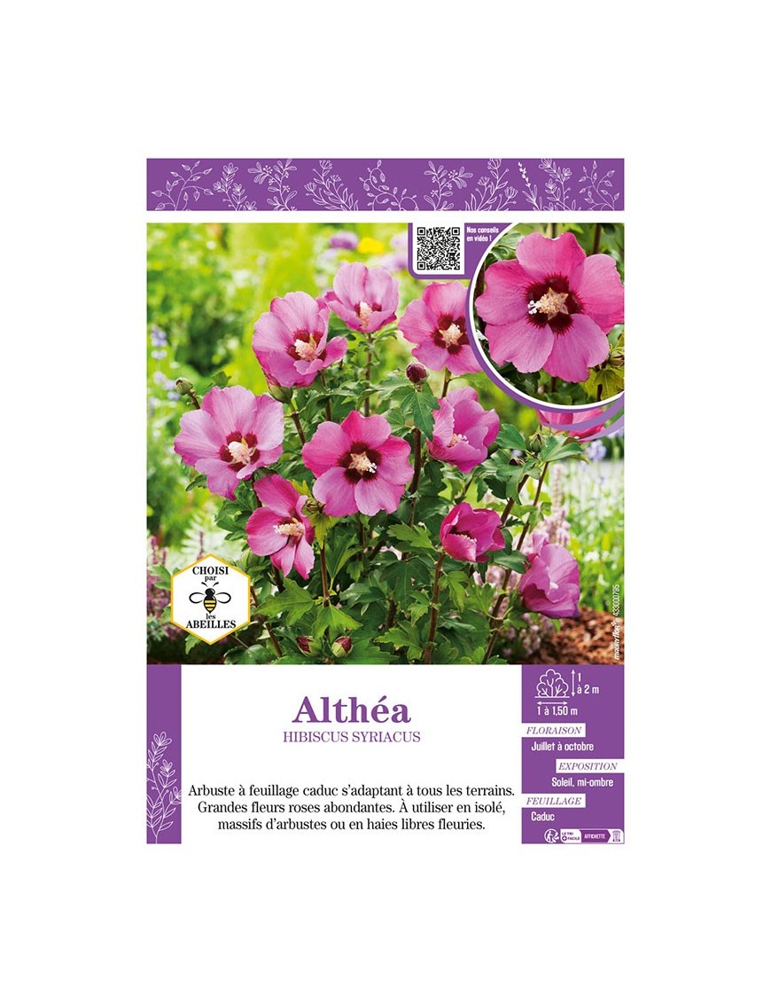 HIBISCUS SYRIACUS voir Althéa (rose)