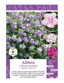 HIBISCUS SYRIACUS voir Althéa à fleurs doubles (varié)