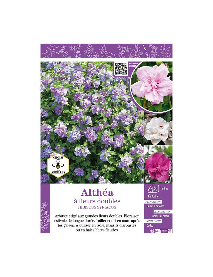 HIBISCUS SYRIACUS voir Althéa à fleurs doubles (varié)