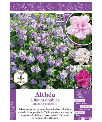 HIBISCUS SYRIACUS voir Althéa à fleurs doubles (varié)