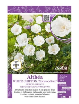 HIBISCUS SYRIACUS WHITE CHIFFON NOTWOODTWO voir Althéa