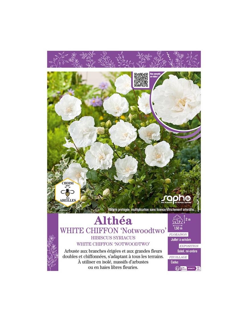 HIBISCUS SYRIACUS WHITE CHIFFON NOTWOODTWO voir Althéa