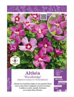 HIBISCUS SYRIACUS WOODBRIGE voir Althéa