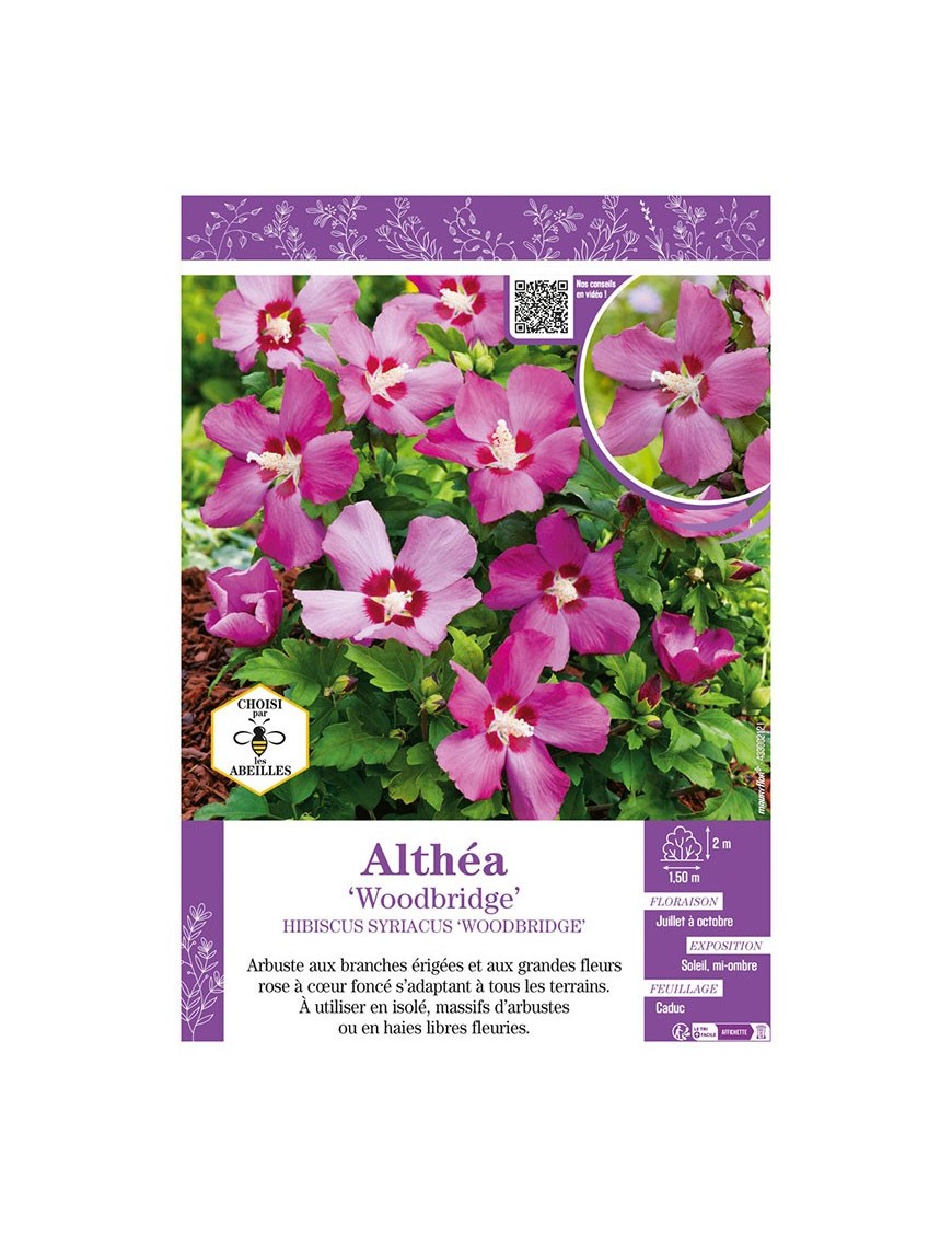 HIBISCUS SYRIACUS WOODBRIGE voir Althéa