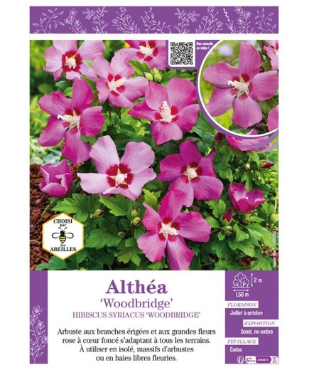 HIBISCUS SYRIACUS WOODBRIGE voir Althéa