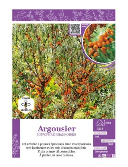 HIPPOPHAE RHAMNOIDES voir ARGOUSIER
