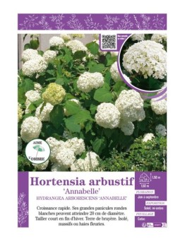 HYDRANGEA ARBORESCENS ANNABELLE voir Hortensia arbustif