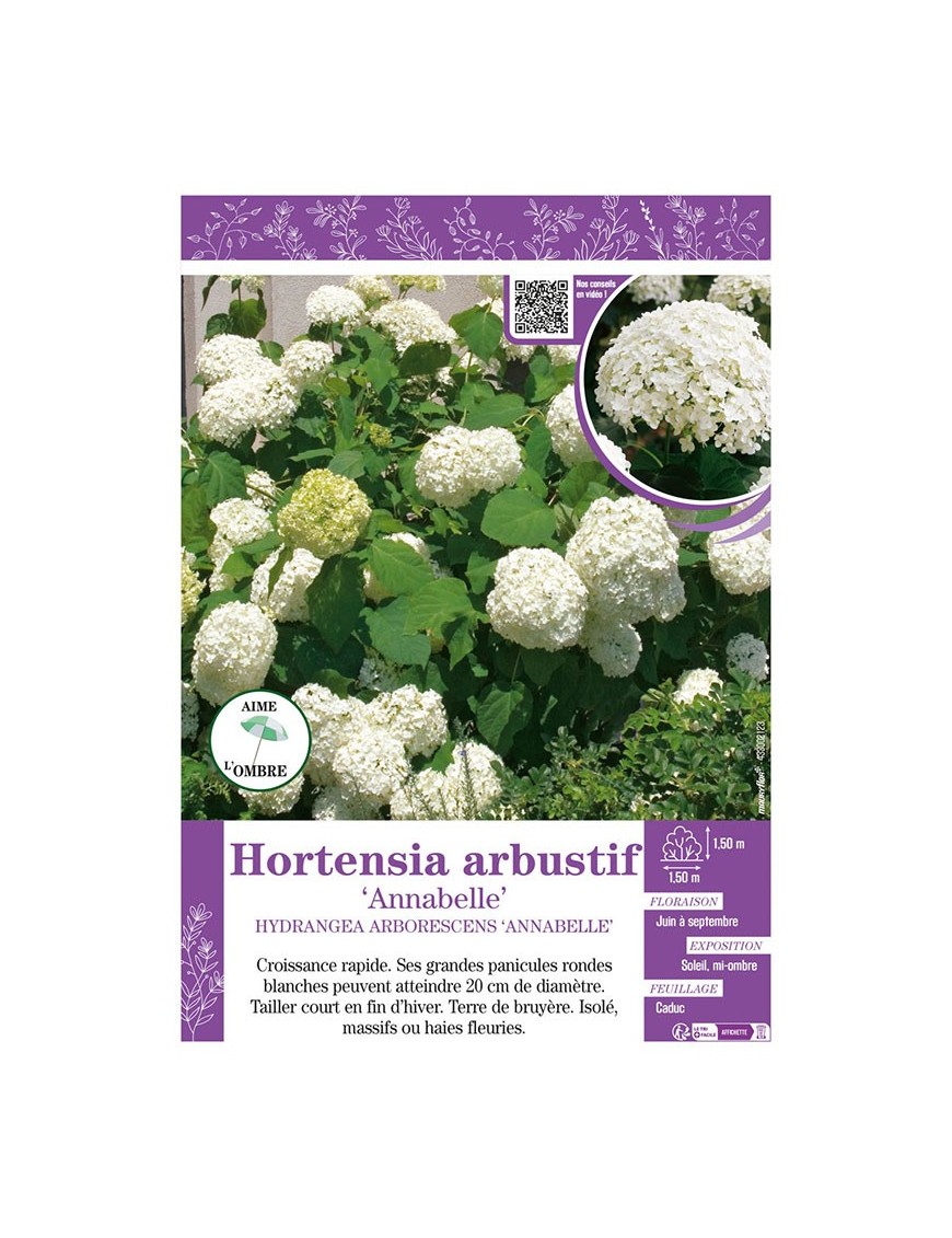HYDRANGEA ARBORESCENS ANNABELLE voir Hortensia arbustif