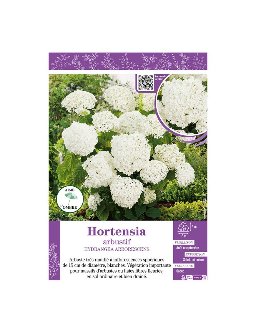 HYDRANGEA ARBORESCENS voir Hortensia arbustif