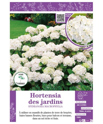 HYDRANGEA MACROPHYLLA voir Hortensia des jardins (blanc)