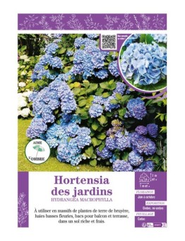 HYDRANGEA MACROPHYLLA voir Hortensia des jardins (bleu)