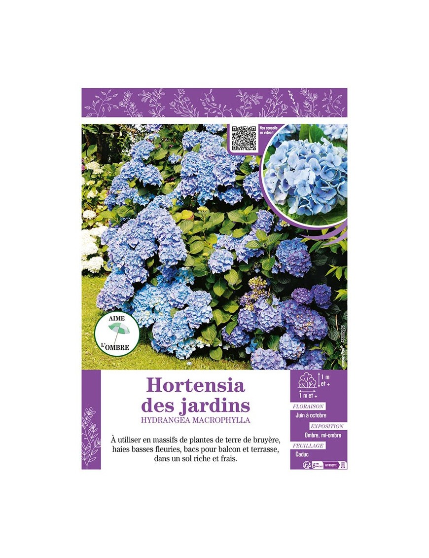 HYDRANGEA MACROPHYLLA voir Hortensia des jardins (bleu)