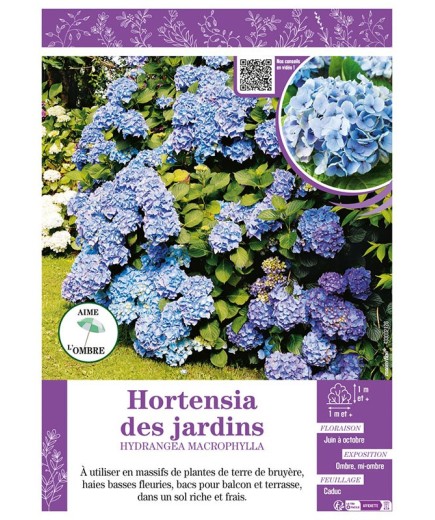 HYDRANGEA MACROPHYLLA voir Hortensia des jardins (bleu)