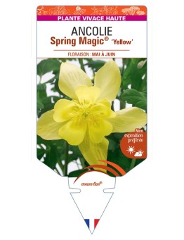 ANCOLIE Spring Magic® Yellow