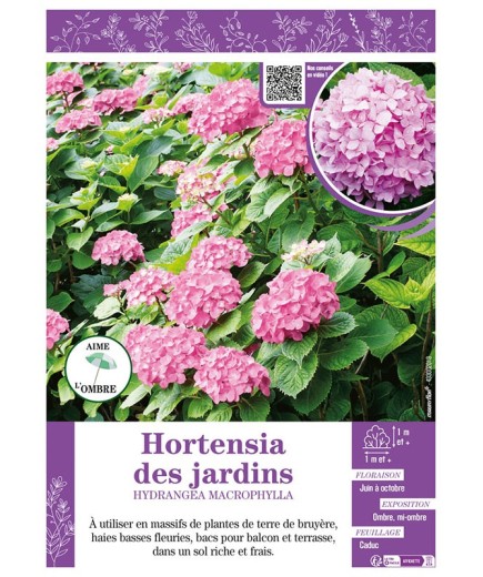 HYDRANGEA MACROPHYLLA voir Hortensia des jardins (rose)
