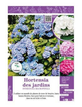 HYDRANGEA MACROPHYLLA voir Hortensia des jardins (varié)
