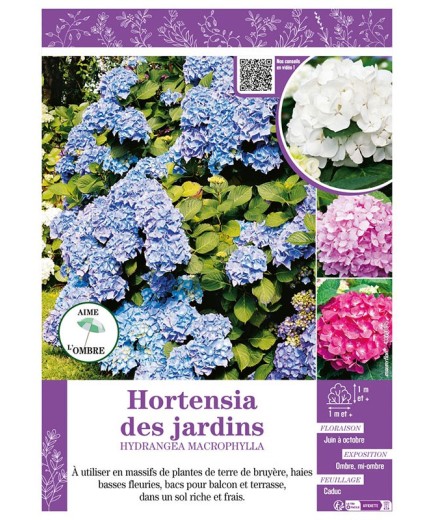 HYDRANGEA MACROPHYLLA voir Hortensia des jardins (varié)