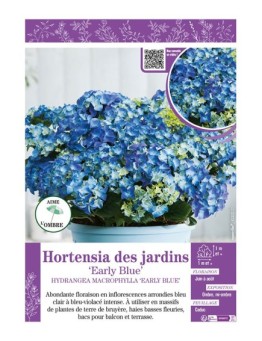 HYDRANGEA MACROPHYLLA EARLY BLUE voir Hortensia des jardins