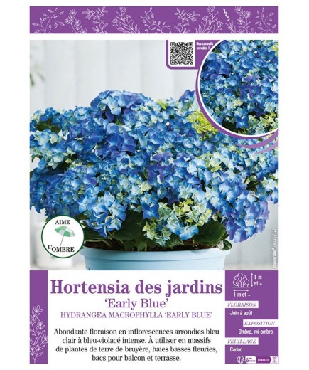HYDRANGEA MACROPHYLLA EARLY BLUE voir Hortensia des jardins