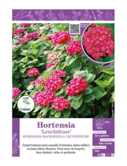 HYDRANGEA MACROPHYLLA LEUCHTFEUER voir Hortensia