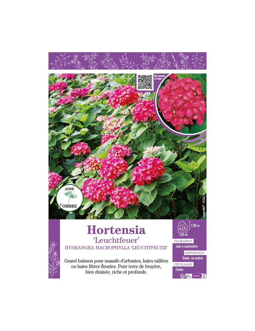 HYDRANGEA MACROPHYLLA LEUCHTFEUER voir Hortensia