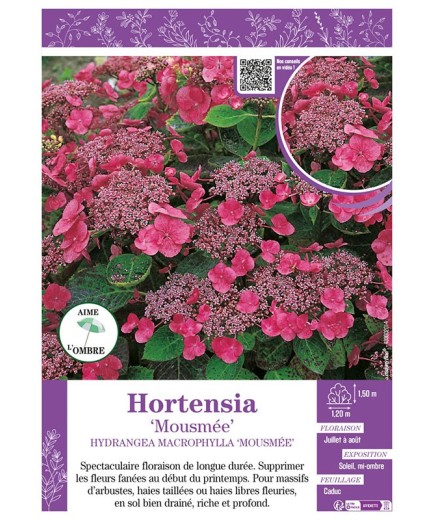 HYDRANGEA MACROPHYLLA MOUSMÉE voir Hortensia