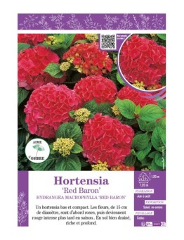 HYDRANGEA MACROPHYLLA RED BARON voir Hortensia