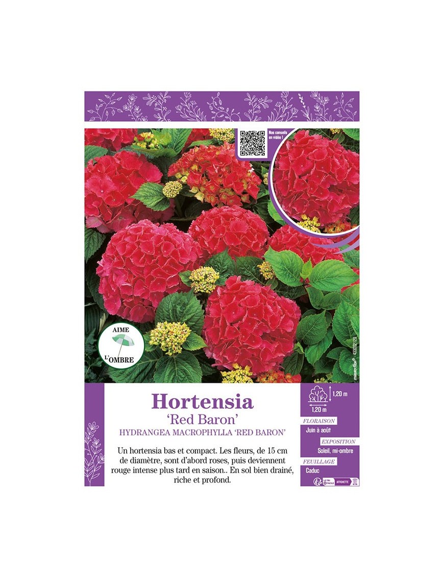 HYDRANGEA MACROPHYLLA RED BARON voir Hortensia