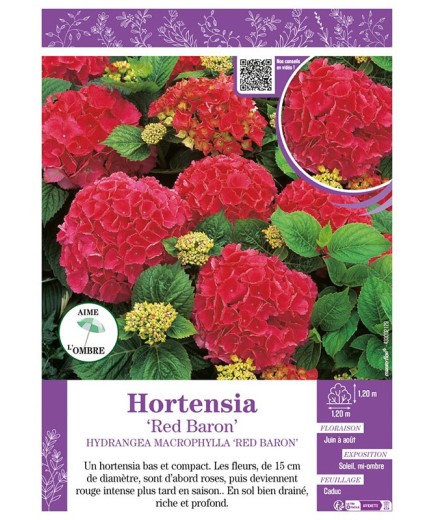 HYDRANGEA MACROPHYLLA RED BARON voir Hortensia