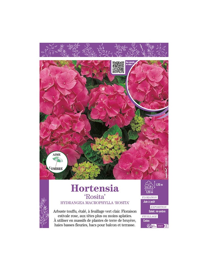 HYDRANGEA MACROPHYLLA ROSITA voir Hortensia