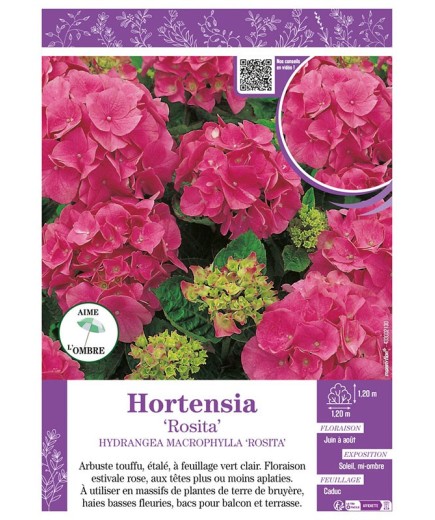 HYDRANGEA MACROPHYLLA ROSITA voir Hortensia