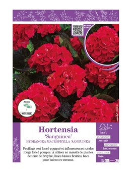 HYDRANGEA MACROPHYLLA SANGUINEA voir Hortensia