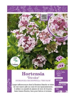 HYDRANGEA MACROPHYLLA TRICOLOR voir Hortensia