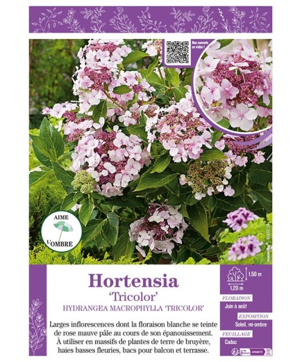 HYDRANGEA MACROPHYLLA TRICOLOR voir Hortensia