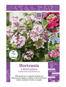 HYDRANGEA MACROPHYLLA voir Hortensia à fleurs plates (varié)