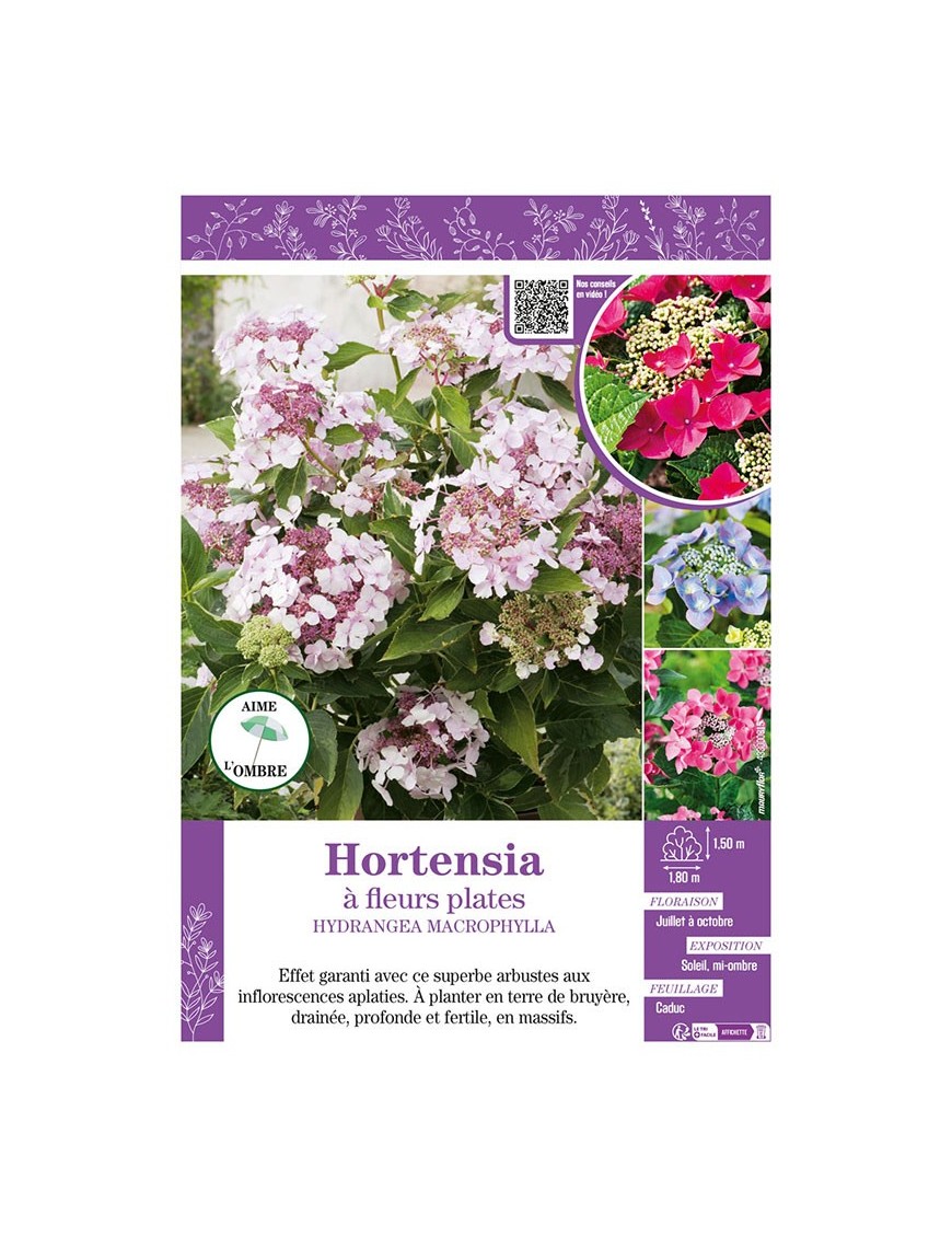 HYDRANGEA MACROPHYLLA voir Hortensia à fleurs plates (varié)