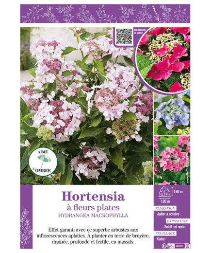HYDRANGEA MACROPHYLLA voir Hortensia à fleurs plates (varié)