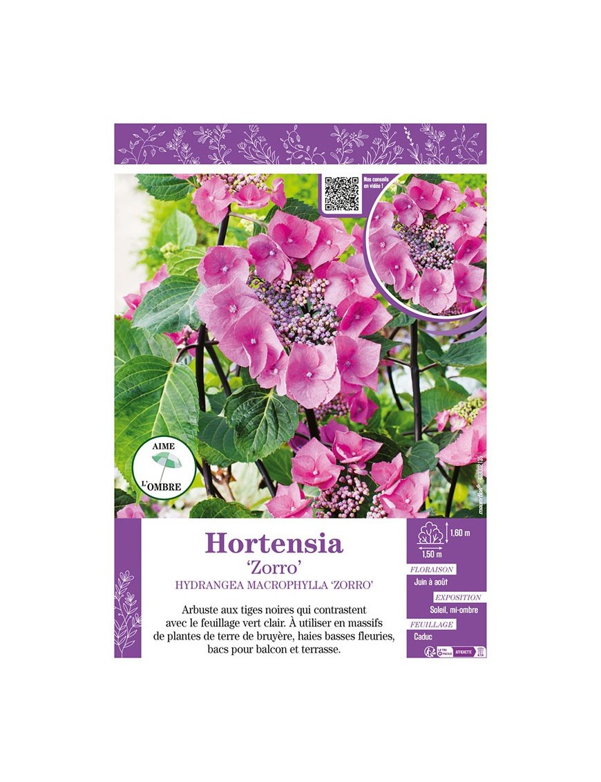 HYDRANGEA MACROPHYLLA ZORRO voir Hortensia