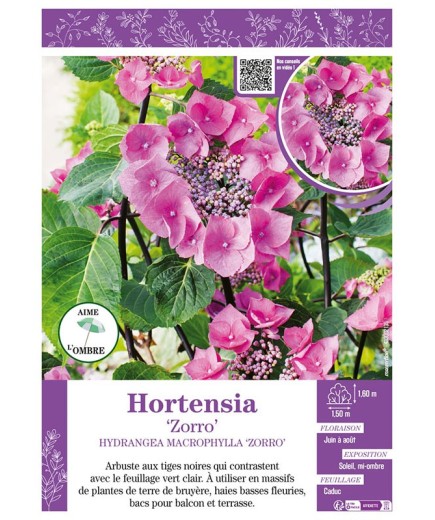 HYDRANGEA MACROPHYLLA ZORRO voir Hortensia