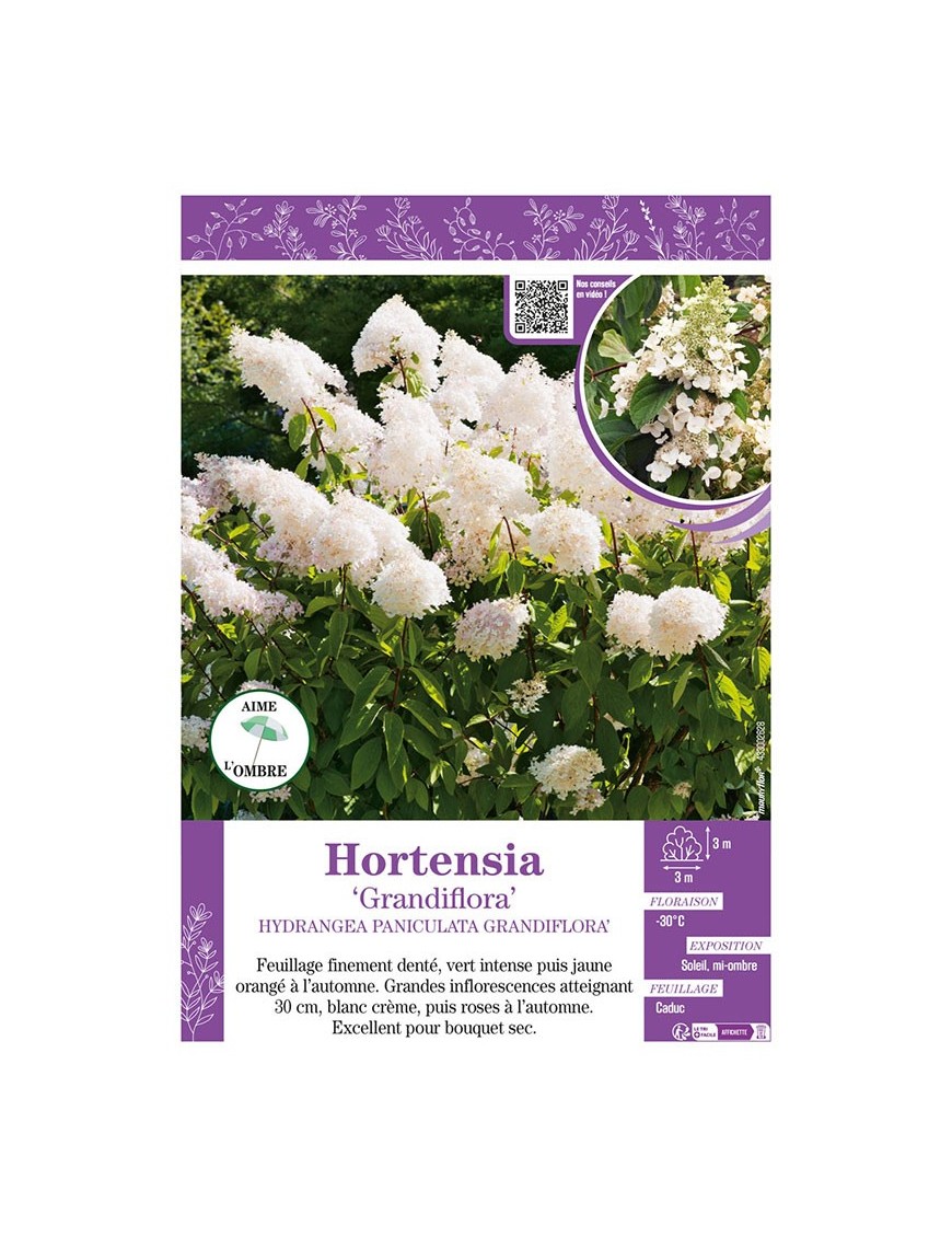 HYDRANGEA PANICULATA GRANDIFLORA voir Hortensia
