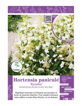 HYDRANGEA PANICULATA KYUSHU voir Hortensia paniculé