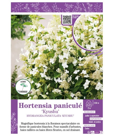 HYDRANGEA PANICULATA KYUSHU voir Hortensia paniculé