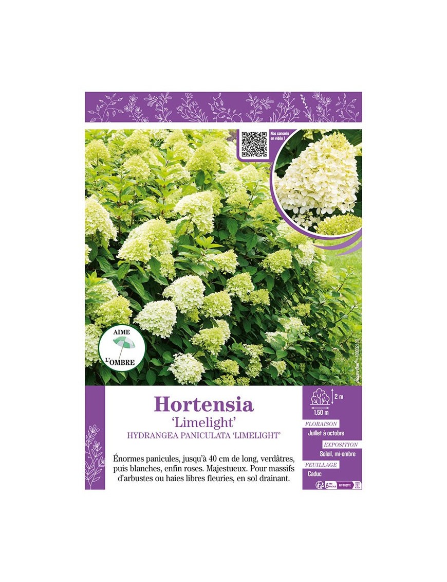 HYDRANGEA PANICULATA LIMELIGHT voir Hortensia paniculé