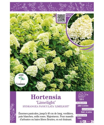 HYDRANGEA PANICULATA LIMELIGHT voir Hortensia paniculé